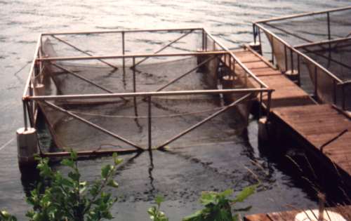 Frischer Fisch, lebend oder auf Wunsch k�chenfertig